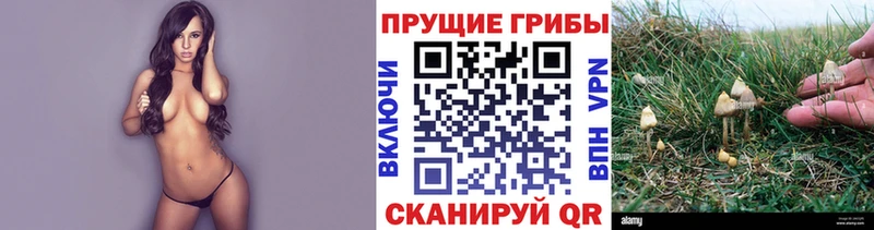 Галлюциногенные грибы Cubensis  Купить закладки  Бикин 